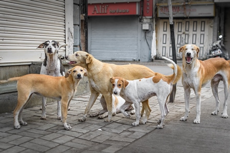 Many Indian stray or street pariah dogs and puppies on road in urban city of Pune, Maharashtra, India, 2021