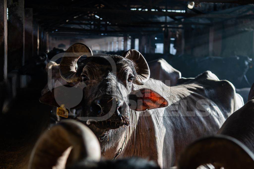 Indian buffaloes chained up in a shed with shafts of light on an urban dairy farm or tabela, Aarey milk colony, Mumbai, India, 2023