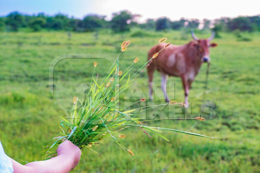 Indian girl holding handfull of grass to Indian cow or bullock in green field with blue sky background in Maharashtra in India