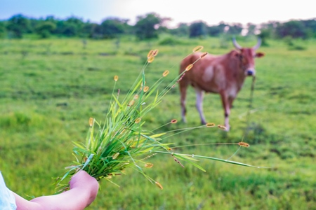 Indian girl holding handfull of grass to Indian cow or bullock in green field with blue sky background in Maharashtra in India