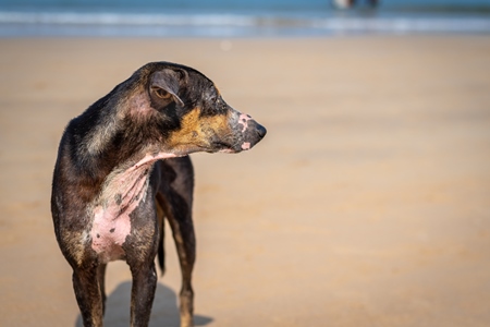 Photo of stray Indian street dog with skin infection or mange on the beach in Maharashtra, India