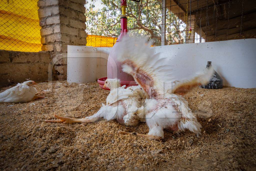 Photo of Indian broiler chickens crippled and struggling to walkon a poultry farm in Maharashtra in India, 2021