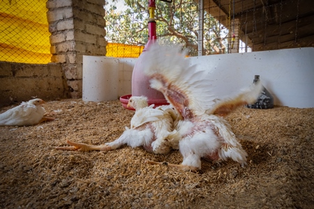 Photo of Indian broiler chickens crippled and struggling to walkon a poultry farm in Maharashtra in India, 2021