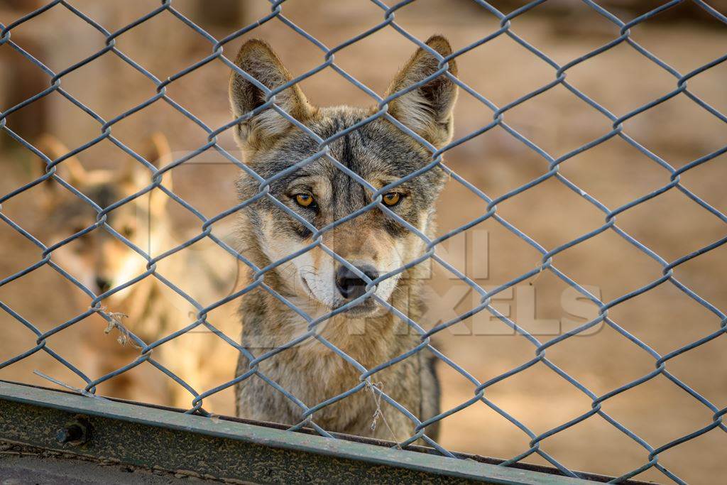 Captive Indian Grey Wolves behind fence at Machia Biological Park (Jodhpur Zoo), India, 2022