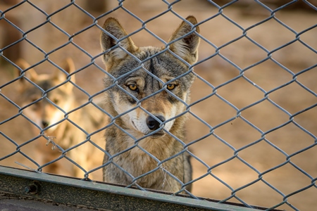 Captive Indian Grey Wolves behind fence at Machia Biological Park (Jodhpur Zoo), India, 2022