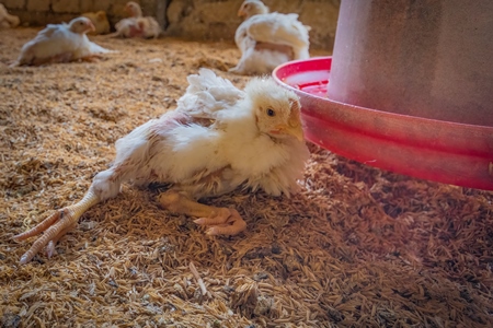 Crippled and sad Indian broiler chicken lying on her side in a shed on a poultry farm in Maharashtra in India, 2021