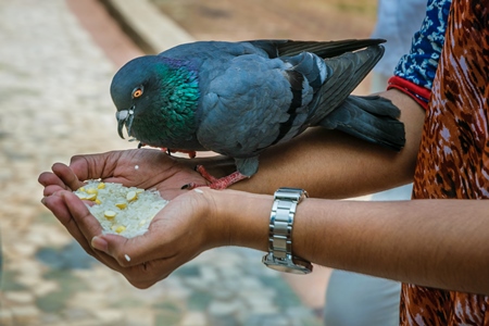 Pigeon sitting on the hand of a lady feeding pigeons in the courtyard of a temple