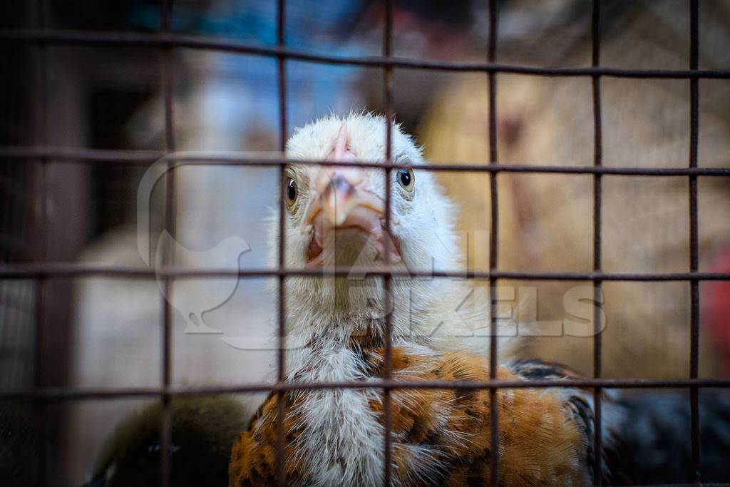 Sad chick in a cage at a market in a street, Kolkata, India, 2022