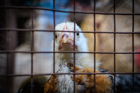 Sad chick in a cage at a market in a street, Kolkata, India, 2022