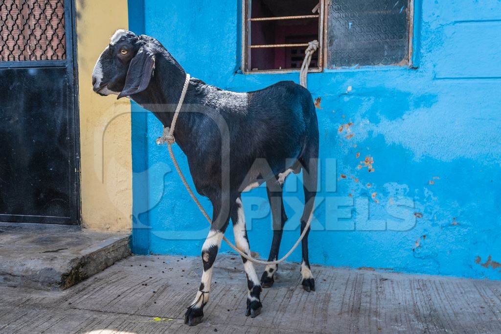 Goat bought for Eid religious sacrifice tied up in urban city street with blue wall background