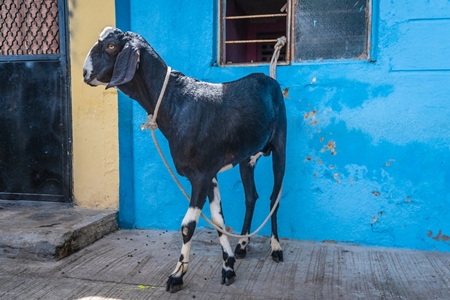 Goat bought for Eid religious sacrifice tied up in urban city street with blue wall background