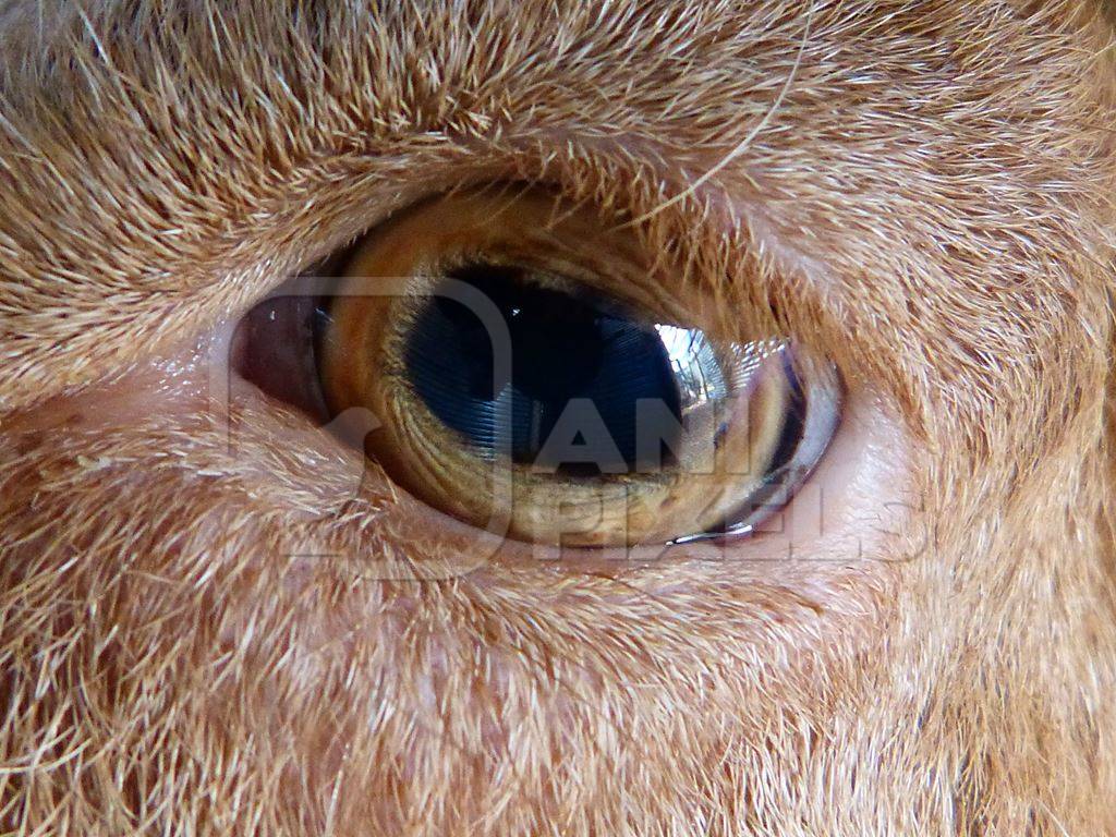 Close up of brown eye of goat