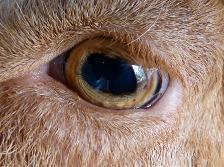 Close up of brown eye of goat