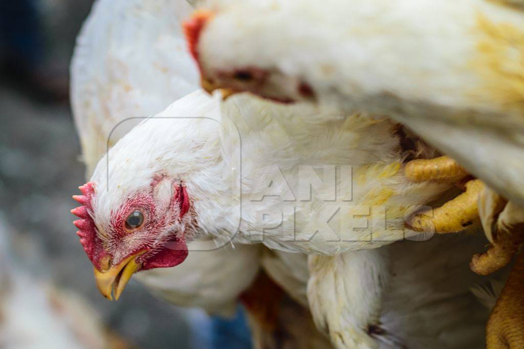 Broiler chickens hanging in a bunch upside down near Crawford meat market in Mumbai