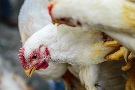 Broiler chickens hanging in a bunch upside down near Crawford meat market in Mumbai