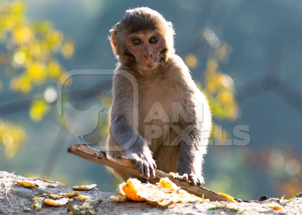 Cute baby Indian macaque monkey, India