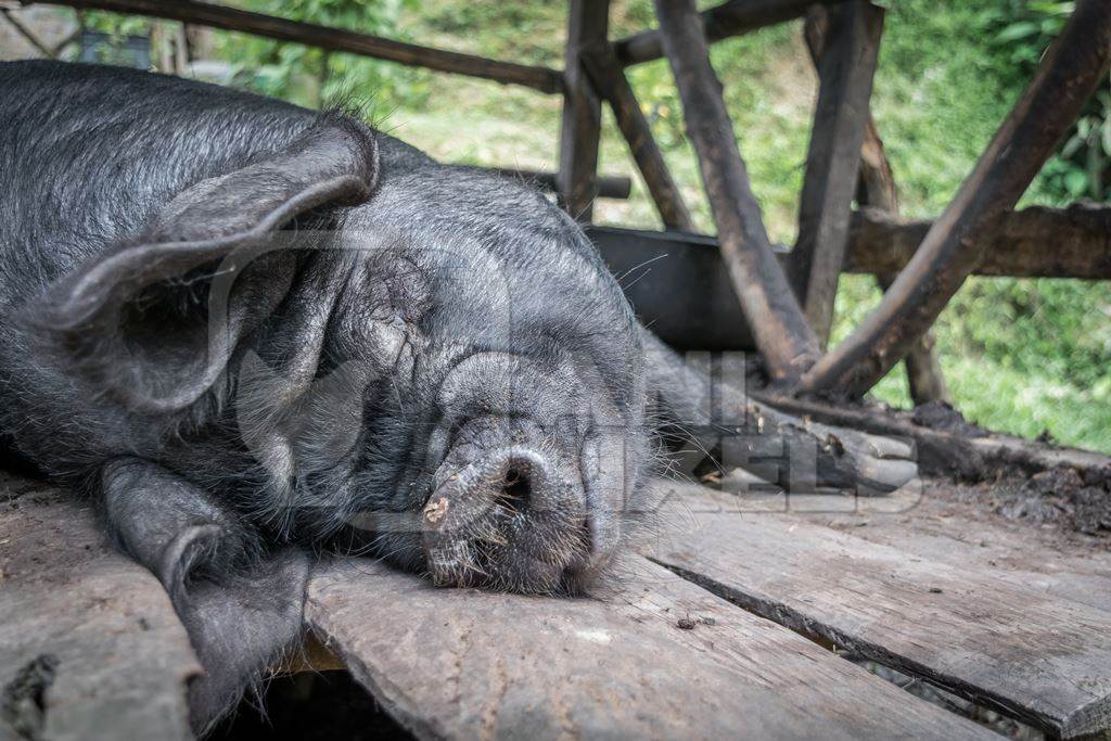 Pig in wooden pig pen on farm in rural Nagaland