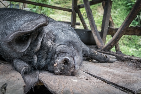 Pig in wooden pig pen on farm in rural Nagaland