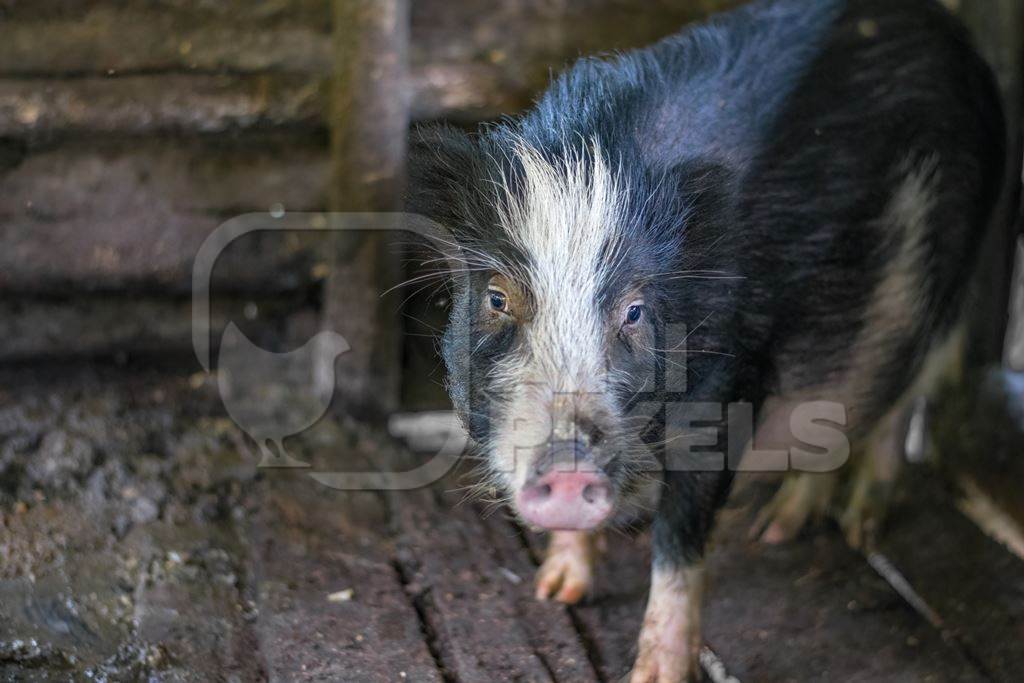 Solitary farmed Indian pig kept in muddy wooden pigpen on a rural pig farm in Nagaland, Northeast India, 2018