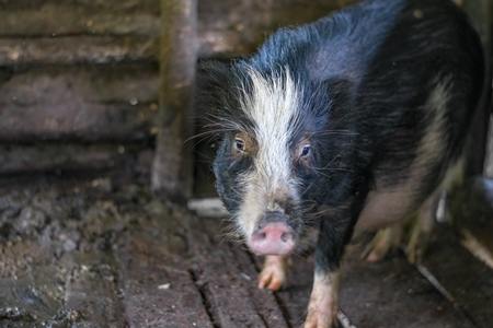 Solitary farmed Indian pig kept in muddy wooden pigpen on a rural pig farm in Nagaland, Northeast India, 2018