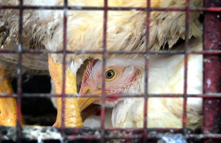 Broiler chickens packed into a cage at a chicken shop