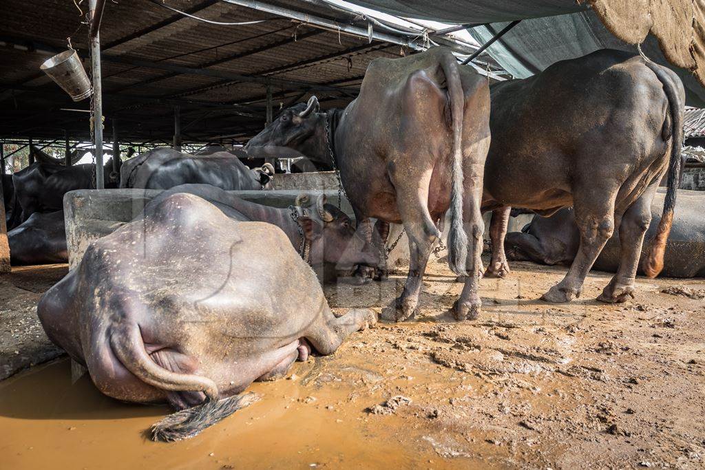 Buffaloes lying down and chained up on a dark and dirty urban dairy farm in a city in Maharashtra