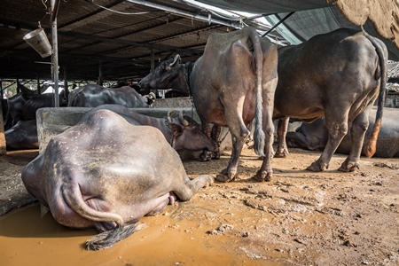 Buffaloes lying down and chained up on a dark and dirty urban dairy farm in a city in Maharashtra