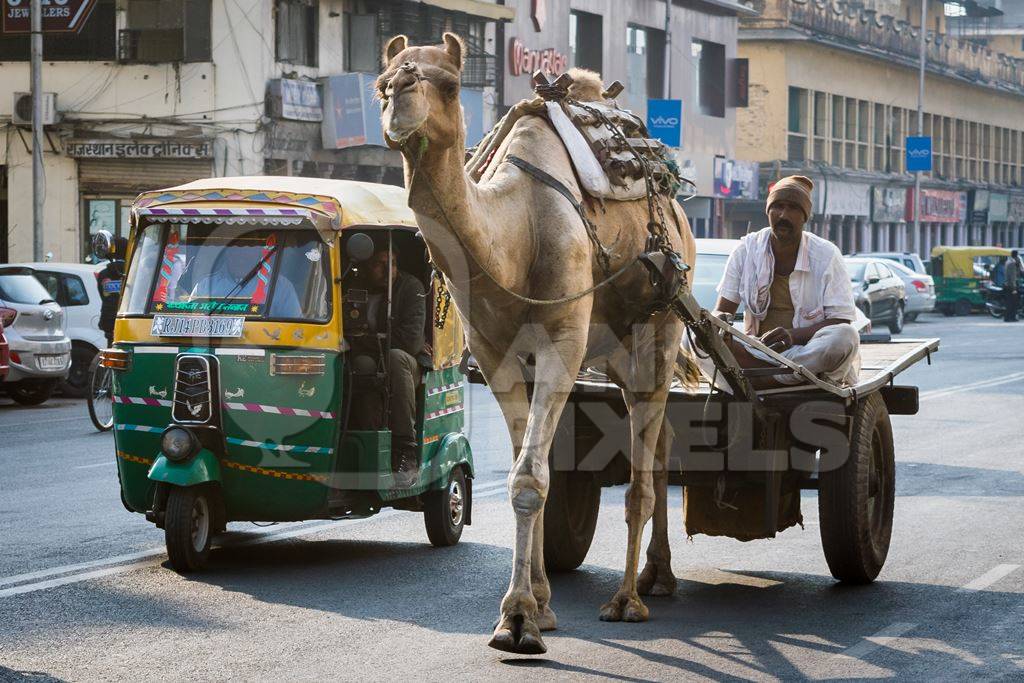 Camel in harness pulling cart with man in urban city street