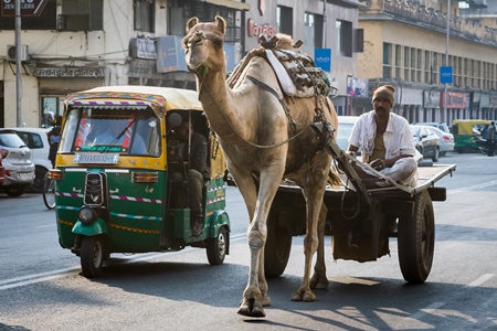 Camel in harness pulling cart with man in urban city street