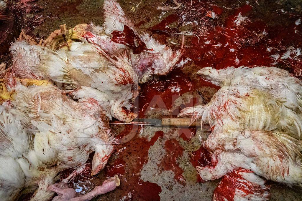 Dead chickens with a knife and blood at the chicken meat market inside New Market, Kolkata, India, 2022