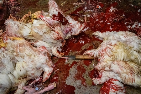 Dead chickens with a knife and blood at the chicken meat market inside New Market, Kolkata, India, 2022