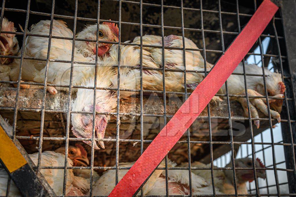 Dead Indian broiler chicken in a cage on a small transport truck at Ghazipur murga mandi, Ghazipur, Delhi, India, 2022