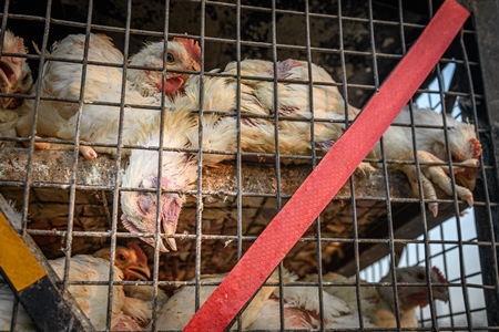 Dead Indian broiler chicken in a cage on a small transport truck at Ghazipur murga mandi, Ghazipur, Delhi, India, 2022