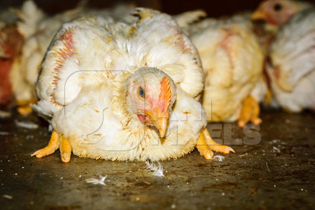 Broiler chickens on sale at Crawford meat market