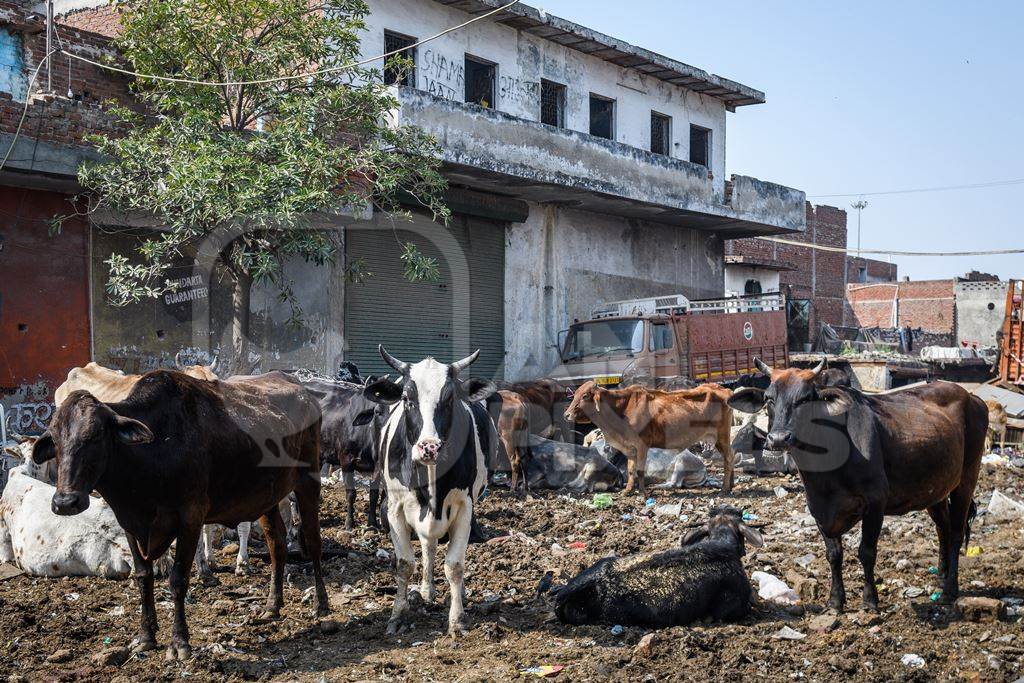 Indian dairy cows in the street outside urban tabelas, Ghazipur Dairy Farm, Delhi, India, 2022