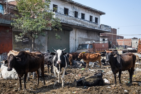 Indian dairy cows in the street outside urban tabelas, Ghazipur Dairy Farm, Delhi, India, 2022