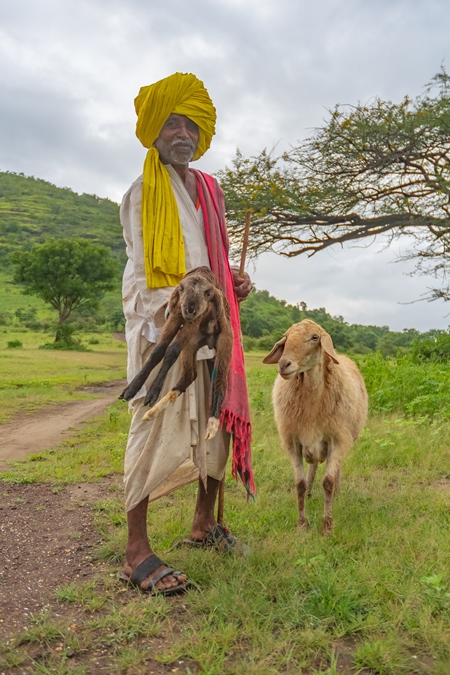 Indian farmer or goatherd with yellow turban and mother sheep and holding baby lamb  grazing in field in Maharashtra in India