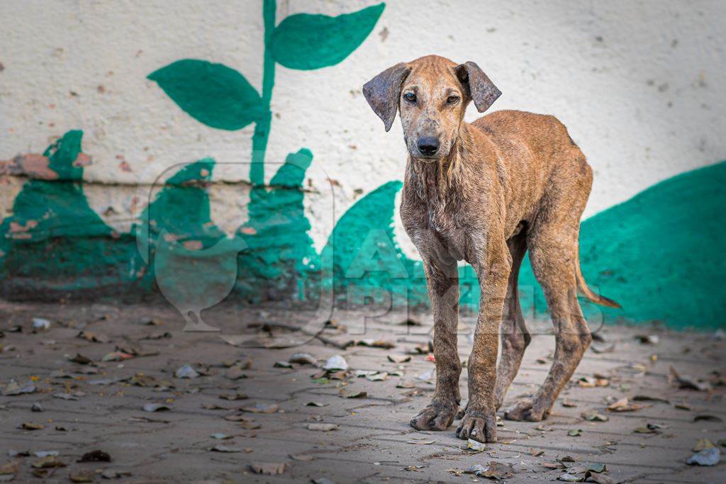 Indian street or stray pariah puppy dog with skin infection in urban city in Maharashtra, India, 2022
