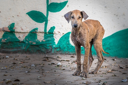 Indian street or stray pariah puppy dog with skin infection in urban city in Maharashtra, India, 2022