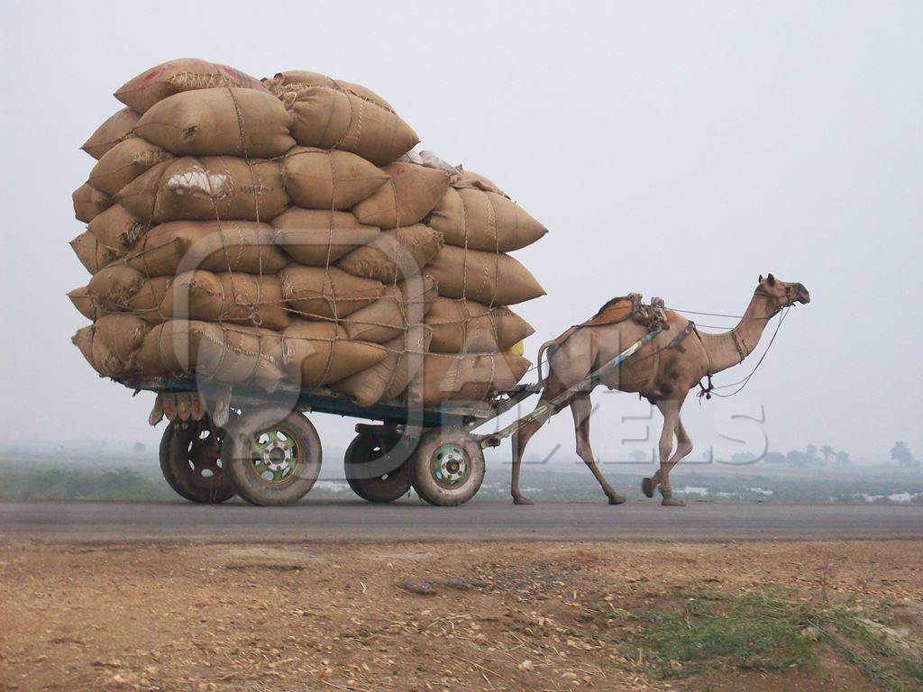 Brown camel pulling heavy and overloaded cart on road
