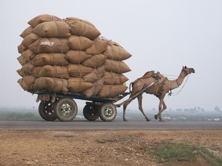 Brown camel pulling heavy and overloaded cart on road