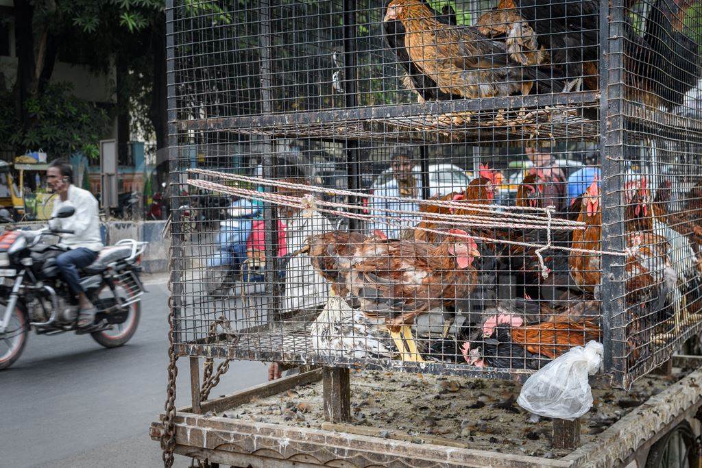 Indian chickens or hens on sale in cages on a stall at a live animal market on the roadside at Juna Bazaar in Pune, Maharashtra, India, 2021