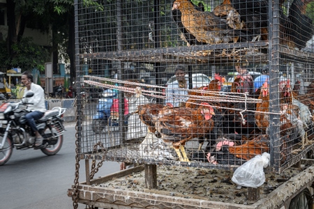 Indian chickens or hens on sale in cages on a stall at a live animal market on the roadside at Juna Bazaar in Pune, Maharashtra, India, 2021