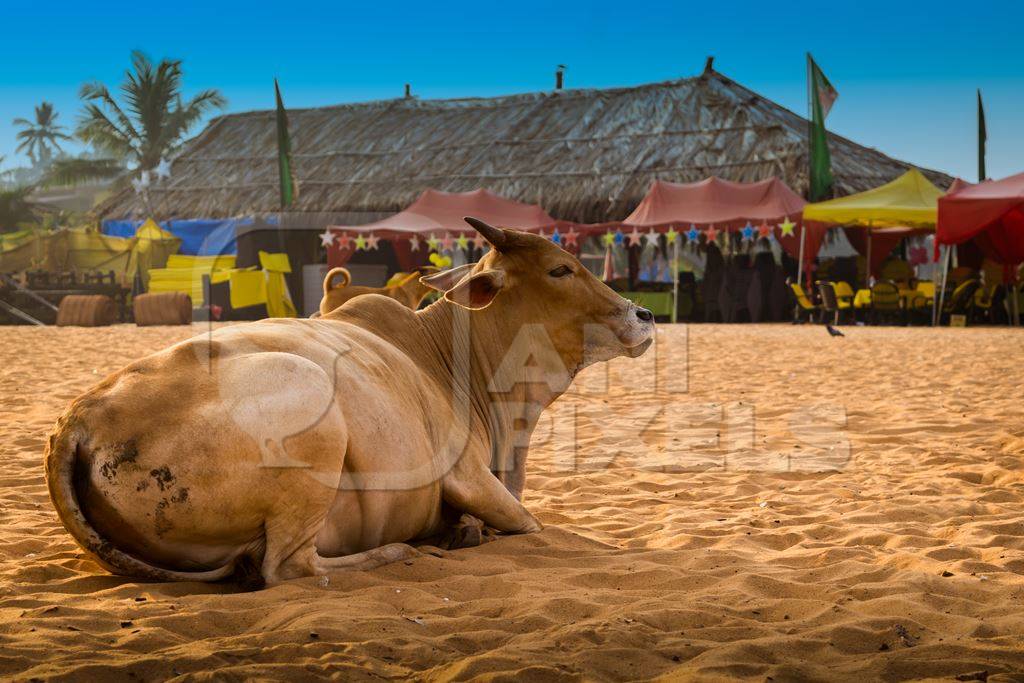 Street cow on beach in Goa in India