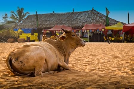 Street cow on beach in Goa in India