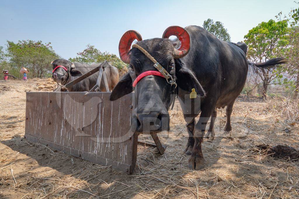 Farmed buffaloes used for dairy or animal labour on a rural farm in Maharashtra, India