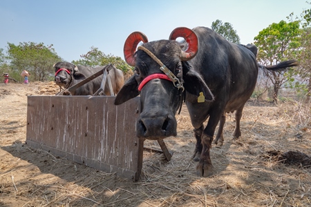 Farmed buffaloes used for dairy or animal labour on a rural farm in Maharashtra, India