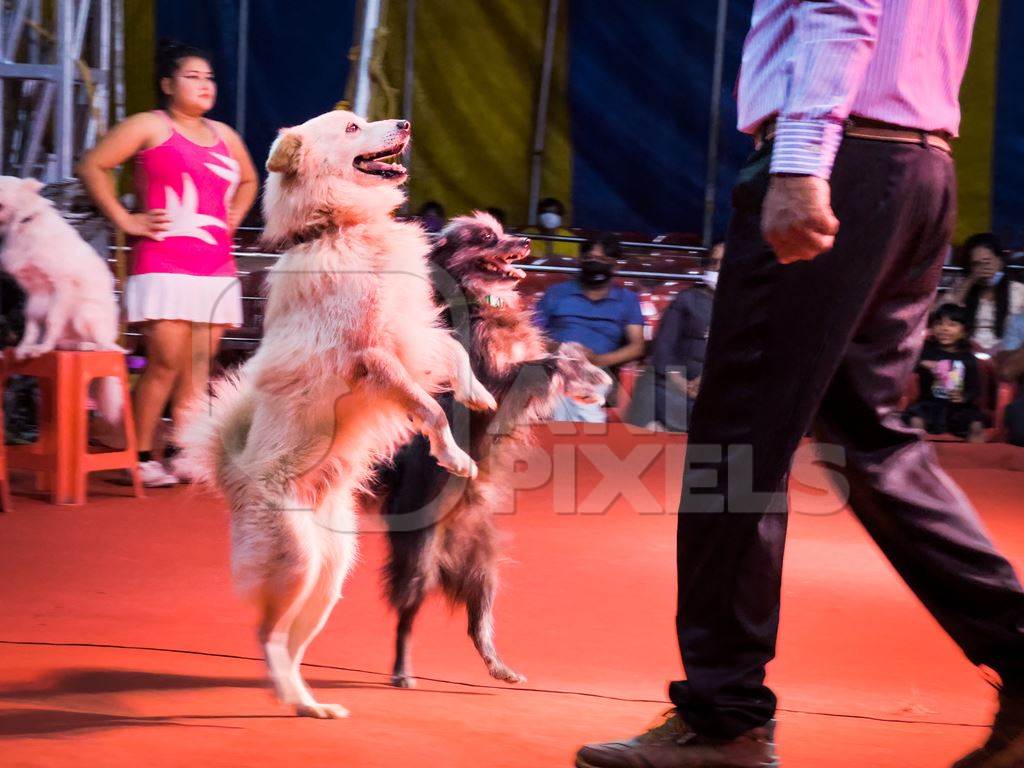 Performing dogs standing on hind legs at a show by Rambo Circus in Pune, Maharashtra, India, 2021