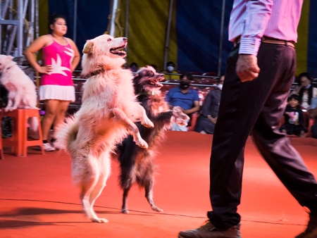 Performing dogs standing on hind legs at a show by Rambo Circus in Pune, Maharashtra, India, 2021