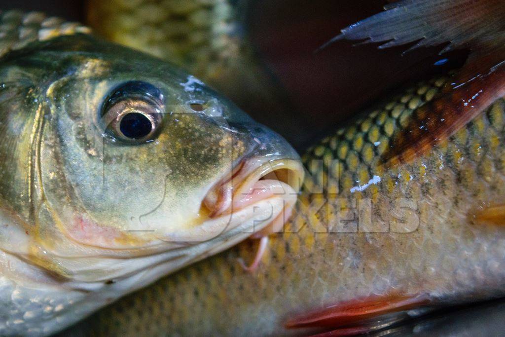 Alive fish on sale gasping in distress at the Mothers